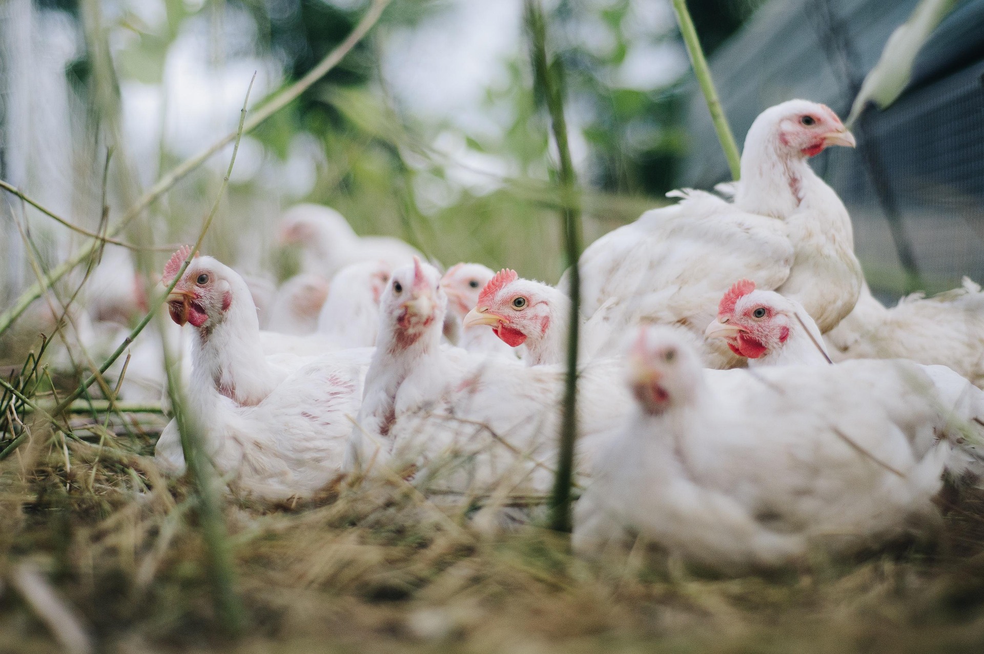 Gallinas blancas
