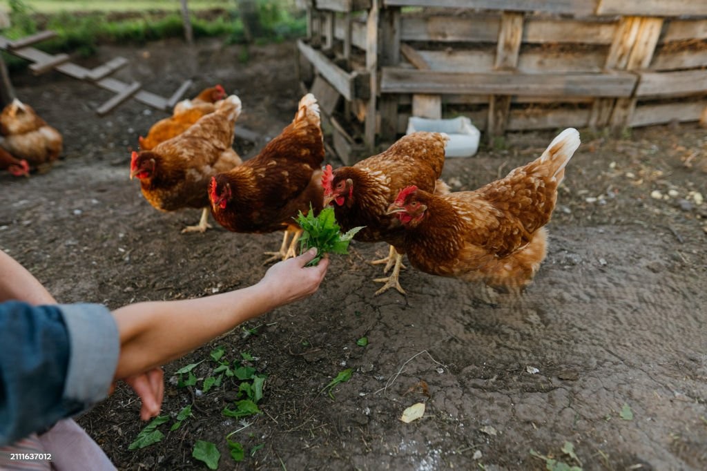 Familia en la granja