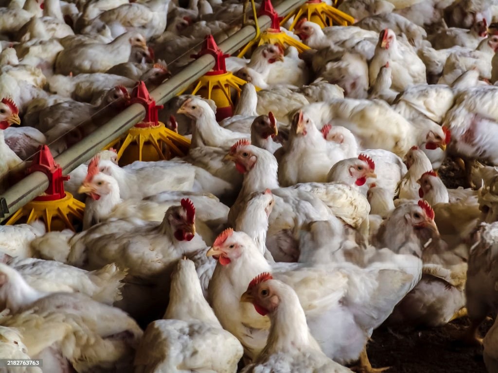 Pollos de engorde saludables